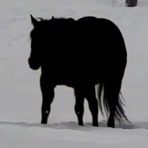 Is the horse moving closer to or farther from the camera? Find out the correct answer