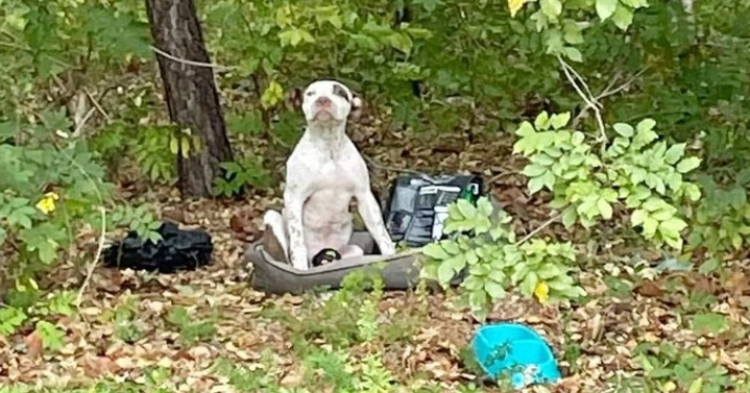Puppy Abandoned In Forest With All His Belongings Waits For Someone To Notice Him