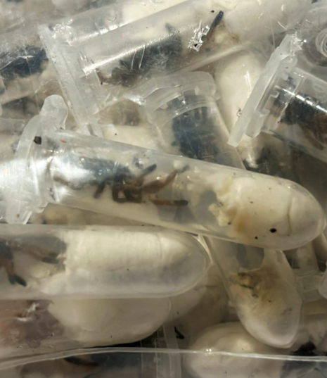 German customs show tarantulas hidden in spongecake boxes after smuggling bust